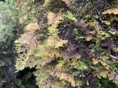 Thuidium cymbifolium