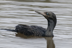 Phalacrocorax fuscicollis