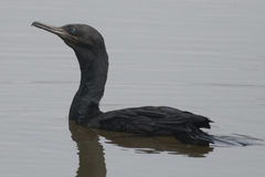 Phalacrocorax fuscicollis