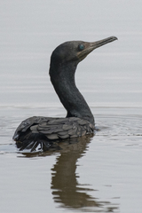 Phalacrocorax fuscicollis