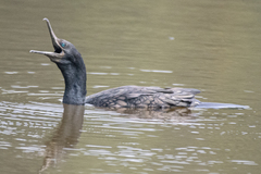 Phalacrocorax fuscicollis