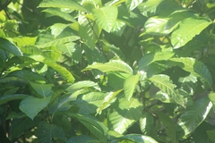 Genipa