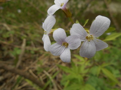 Cardamine bulbifera