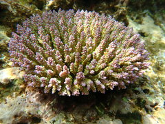 Acropora valida