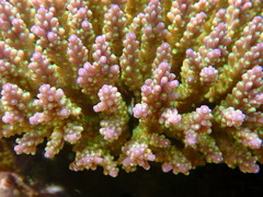 Acropora valida