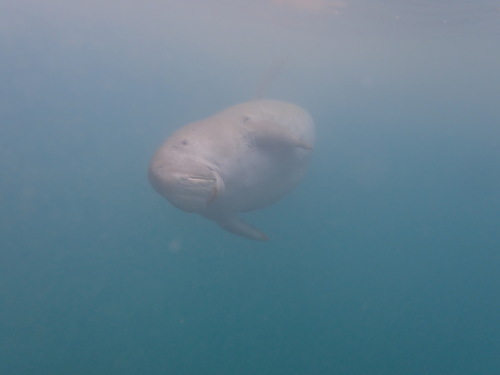 Dugong