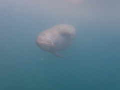 Dugong