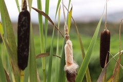 Typha latifolia