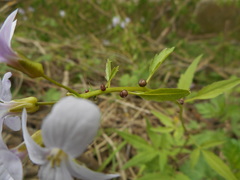 Cardamine bulbifera
