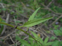 Cardamine bulbifera