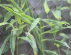 Zingiber officinale