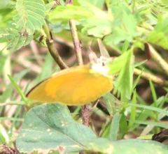 Eurema brigitta