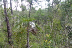 Coccothrinax