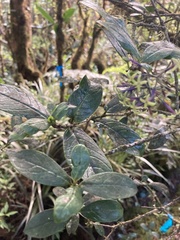 Kadua