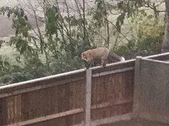 Vulpes vulpes