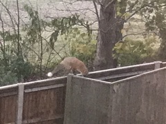 Vulpes vulpes