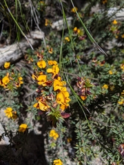 Pultenaea costata