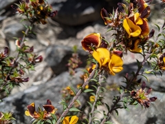 Pultenaea costata