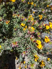 Pultenaea costata