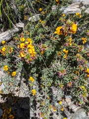 Pultenaea costata