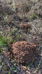 Microtus duodecimcostatus