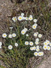 Chrysocephalum baxteri