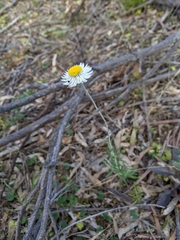 Chrysocephalum baxteri