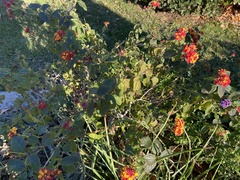Lantana camara