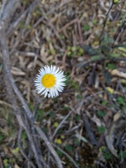 Chrysocephalum baxteri