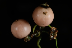 Flagellaria indica
