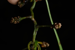 Flagellaria indica