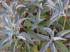 Salvia apiana