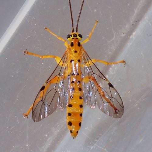 Xanthipimpla Xanthopimpla stemmator · iNaturalist