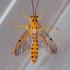 Xanthopimpla stemmator