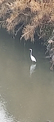 Ardea alba