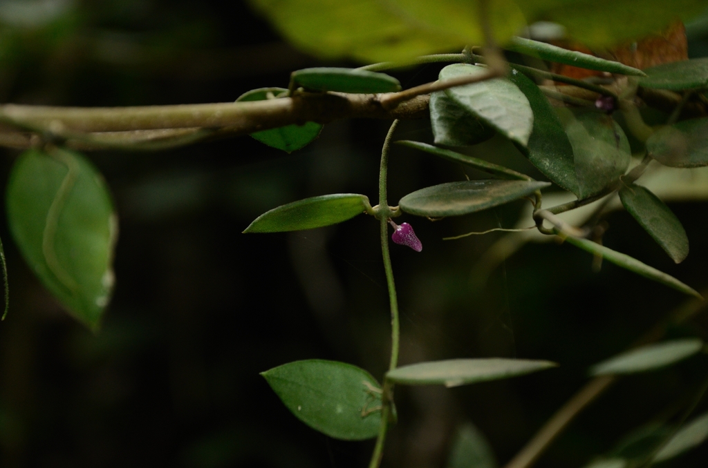Dischidia hirsuta from Kabupaten de Halmahera central, Moluques du Nord