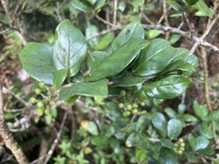 Kadua