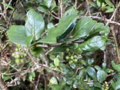 Kadua