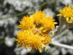 Jacobaea leucophylla