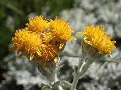 Jacobaea leucophylla