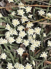 Kelleria tessellata