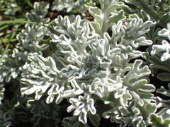 Jacobaea leucophylla