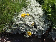 Jacobaea leucophylla