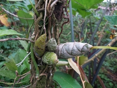 Mormodes