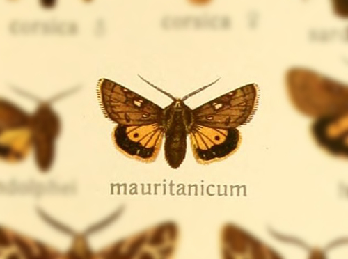 Ocnogyna mauretanicum · iNaturalist