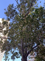 Ligustrum lucidum