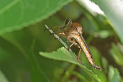 Synolcus