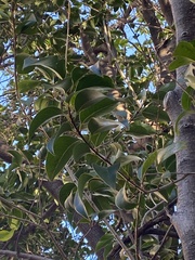 Ligustrum lucidum