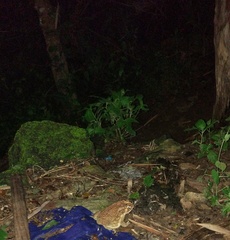 Duttaphrynus melanostictus