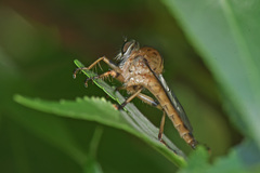 Synolcus